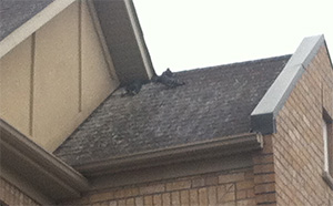 Pigeons on flat roof.