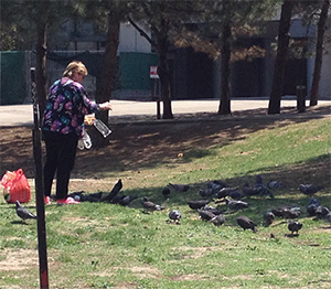 Feeding pigeons.